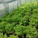 1.-Kvalitet-svjetlosti