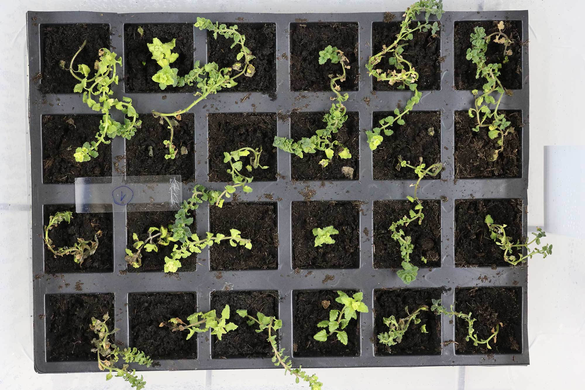 Контрола, сертификација и савјетодавне услуге