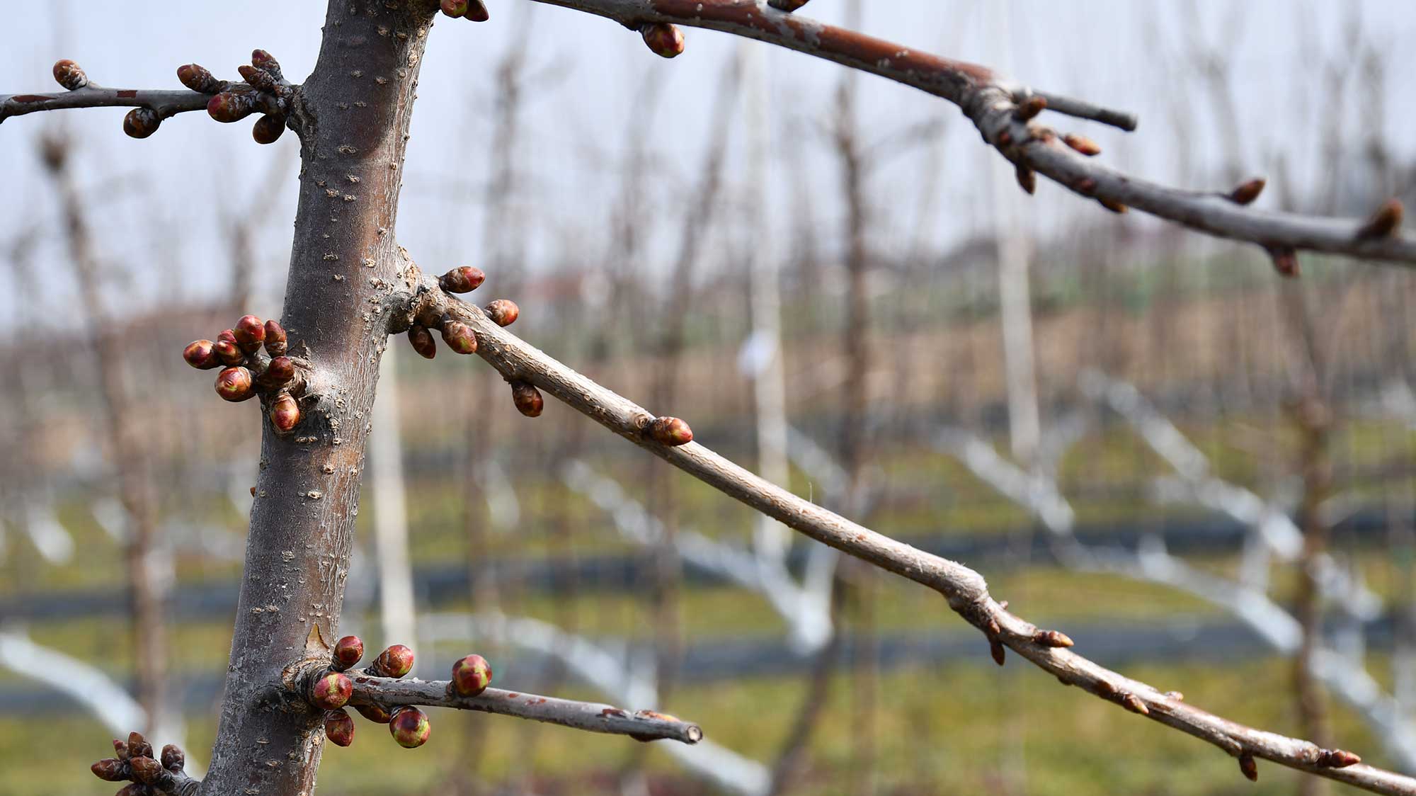 2.-Usluge-pomologija