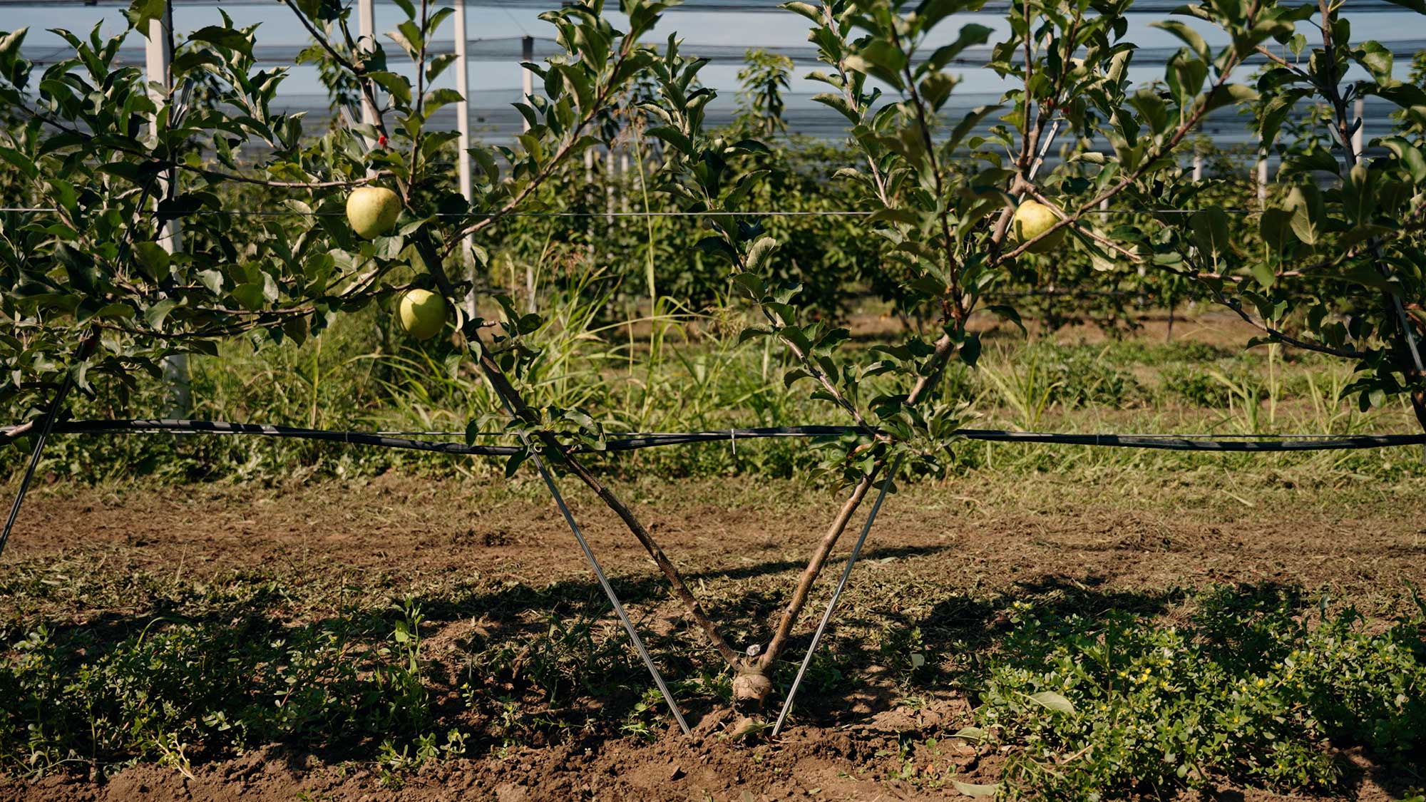 3.-Usluge-pomologija