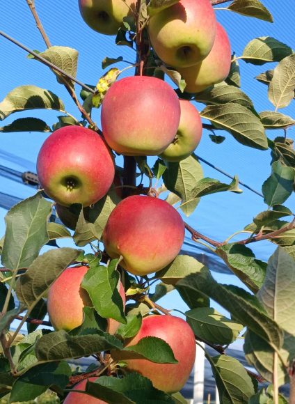 Naslovna_umesto slike koja ide uz broj ljudi na institutu